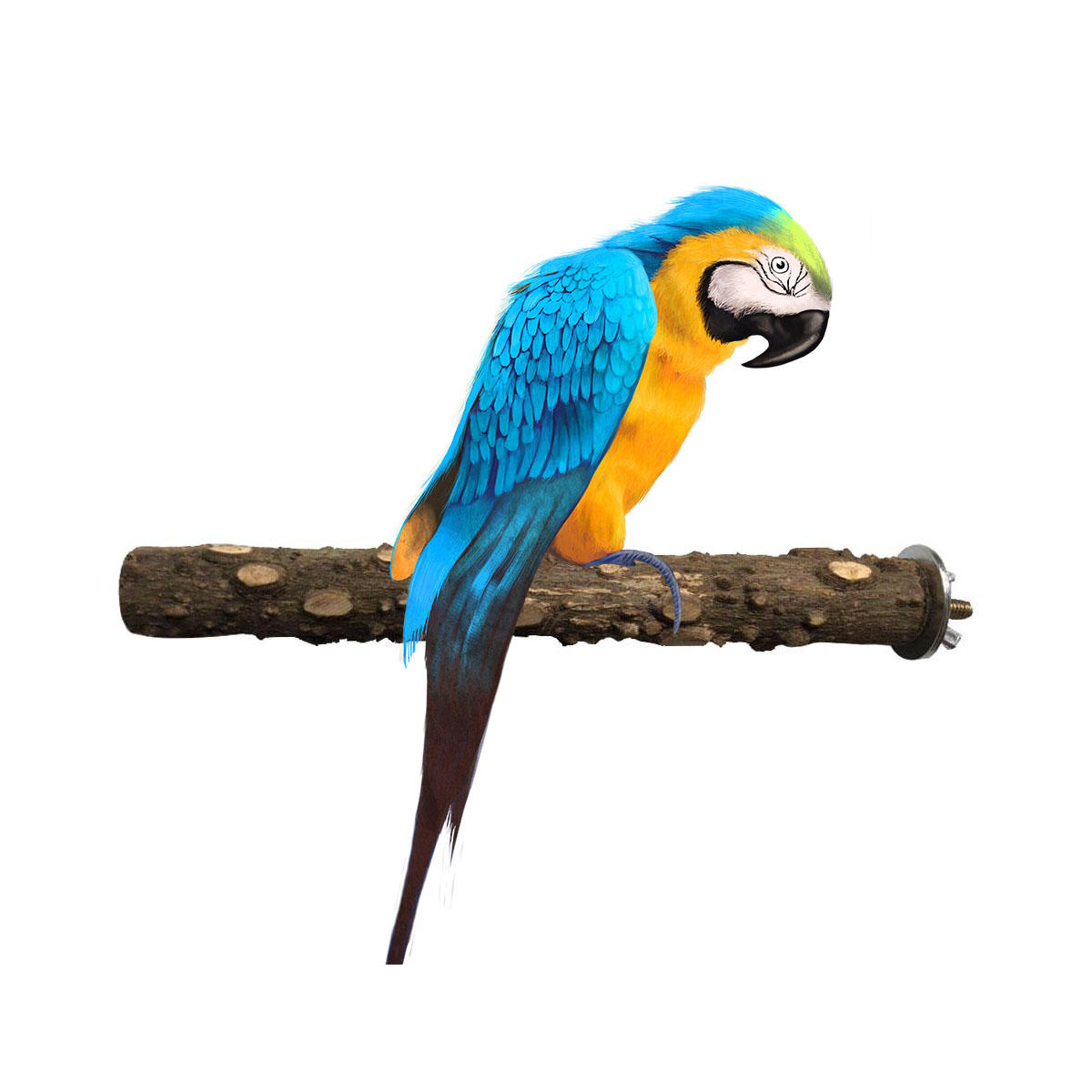 Natural Wooden Stand Stick for Pet Birds Parrots Standing Swing Chewing Bite Claw Grinding Perch Cage Toys Accessory