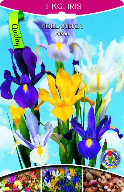 Iris hollandica Mix Großpackung 1 kg