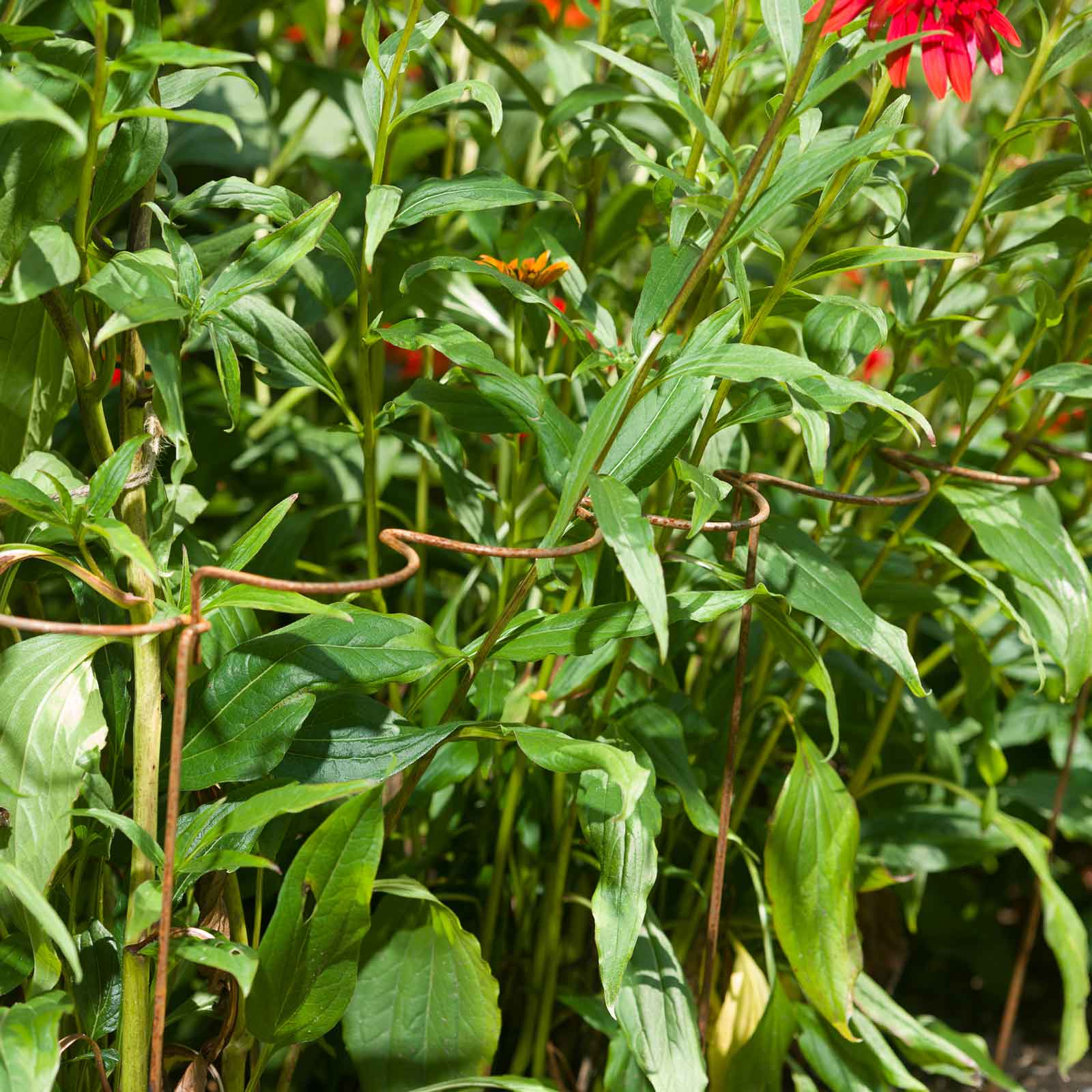 Harrod Scalloped Arm Link Stakes Rust